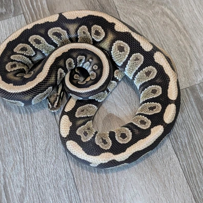 Stranger Spotnose 100% Het Clown Ball Python - male for sale from Kev & Céline reptiles