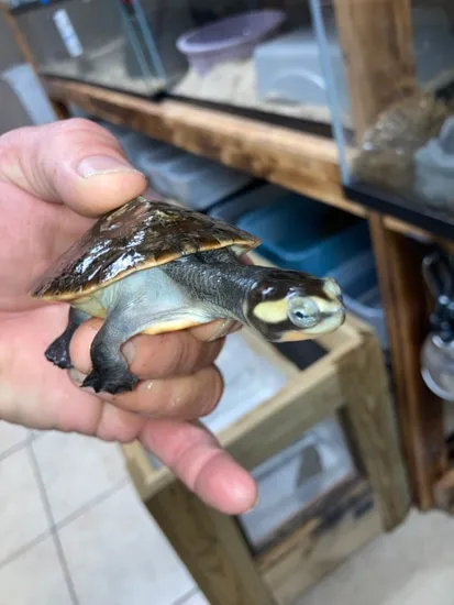 4 Inch Red Bellied Side Neck Side-Necked Turtle by Reptile Mart