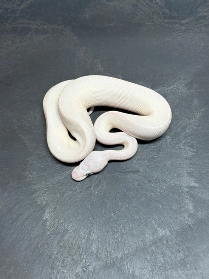 Blue Eyed Leucistic (BEL) Ball Python by Synergy Reptiles