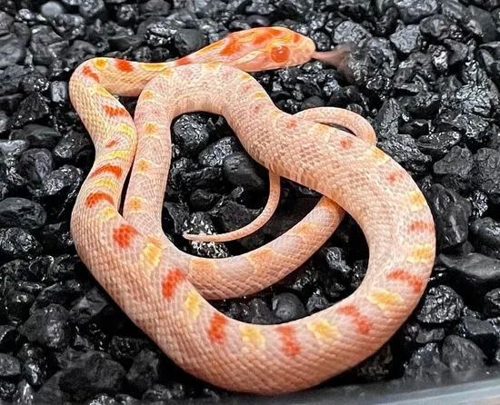 High White Corn Snake by Kingdom of Corn Snakes