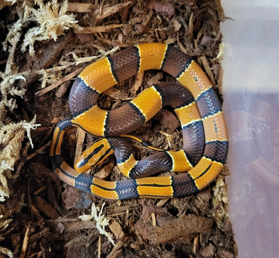 Objectives And Offering Prey Items To Broad Banded Rat Snake photo