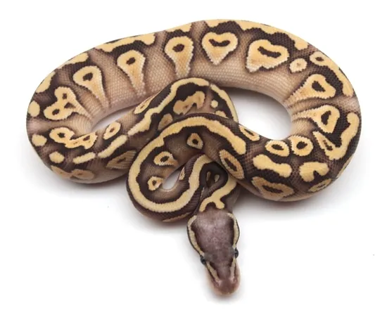 Super Pastel Mojave 100% Het Orange Ghost Ball Python by Kicks Balls