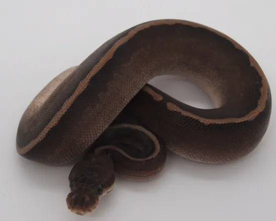 Black Razor Ball Python by Kicks Balls