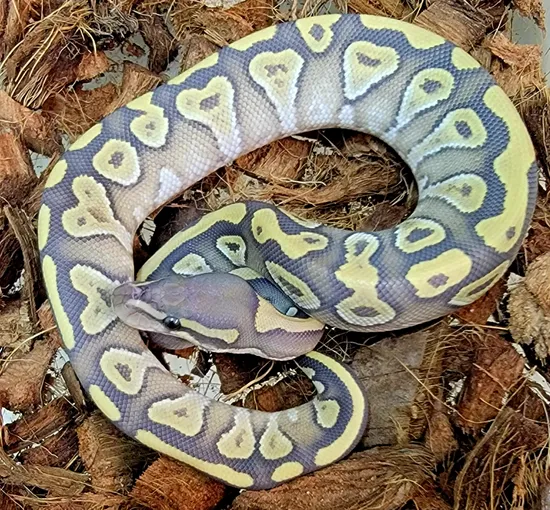 Mojave Hypo Ball Python by Kicks Balls