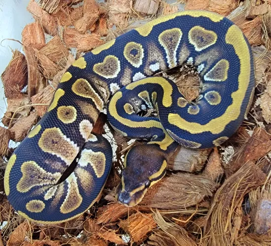 Mahogany Ball Python by Kicks Balls