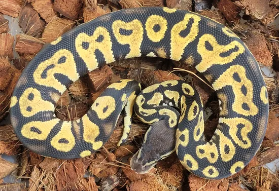 Black Head Pastel 100% Het Hypo Ball Python by Kicks Balls
