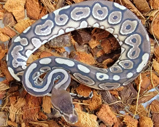 Cinnamon HGW Ball Python by Kicks Balls