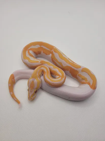 Yellow Belly Dreamsicle Ball Python by King James Exotics