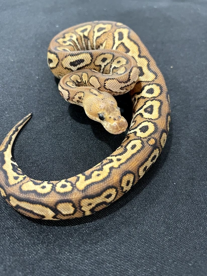 Pompeii Ball Python by King James Exotics