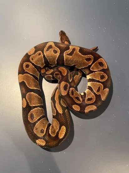Normal Alien Ball Python Normal Ball Python by Kishes Critters