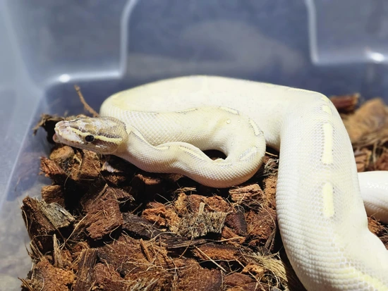 Highway Ball Python by The Royal Python Collective