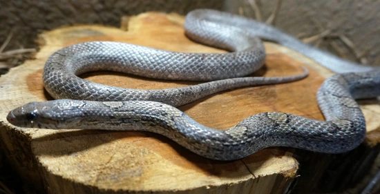 Anerythristic Diffuse Corn Snake by KJUN Snakehaven (KJUN.US, LLC.)