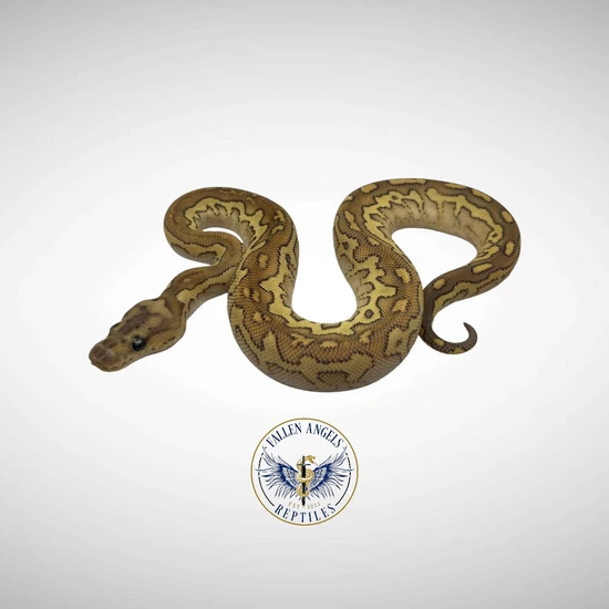 Spotnose Redstripe Lesser (YB) Clown Ball Python by Fallen Angels Reptiles