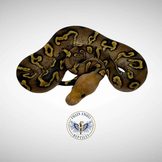 Wookie GHI Yellowbelly Clown Ball Python by Fallen Angels Reptiles