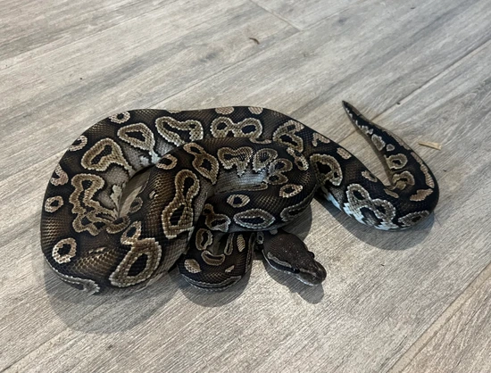 Proven Breeder Cinnamon Special Het Monsoon Ball Python by Fallen ...