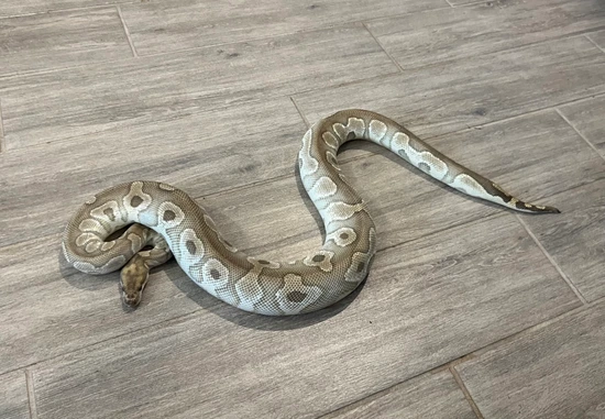 Proven Breeder Mojave Clown Ball Python by Fallen Angels Reptiles