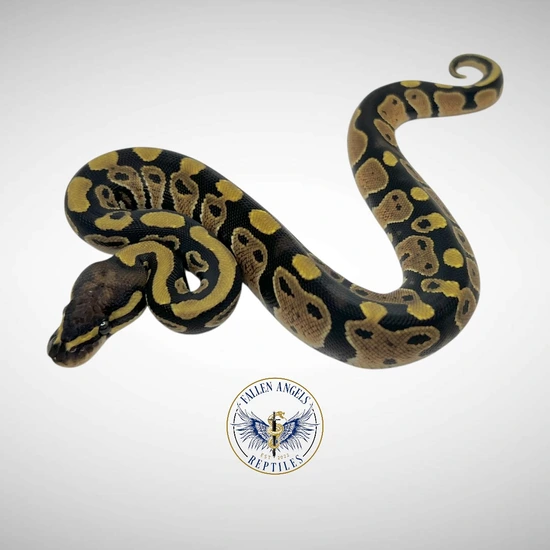 100% Double Het Monarch Clown Ball Python by Fallen Angels Reptiles