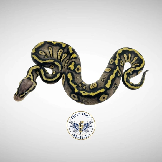 Stranger Redstripe Pastel Het Clown Ball Python by Fallen Angels Reptiles