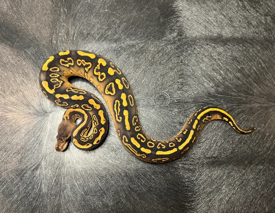Wookie Black Pastel Yellowbelly Het Clown Ball Python by Fallen Angels ...