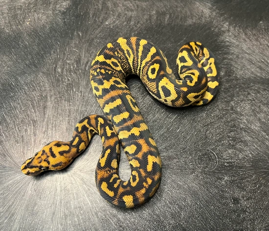 Stranger Spotnose Yellowbelly Clown Ball Python by Fallen Angels Reptiles