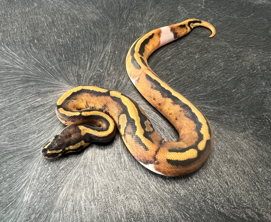 Piebald Ball Python by Fallen Angels Reptiles