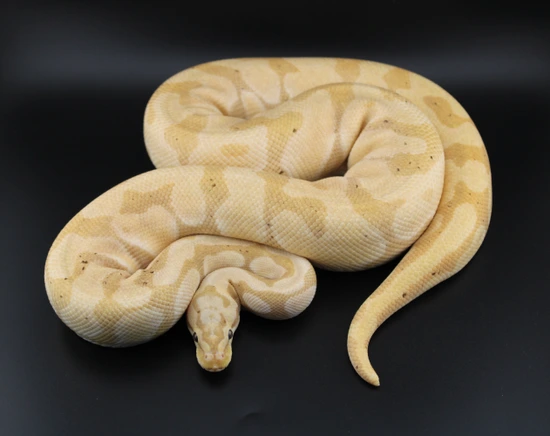 Pastel Enchi Banana Het Clown Ball Python by Zenxotics