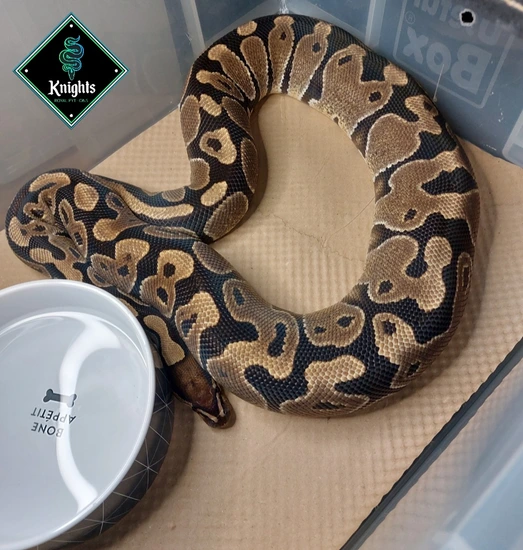 Knight Python Snake ♀️ 3000g Wildtype 66% Albino Ball Python by Knights Royal Pythons