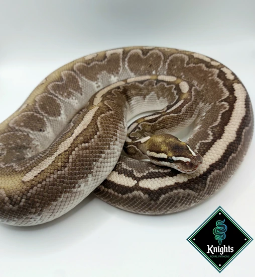 Knight Python Snake ♂️ Bamboo Chocolate 100% Het Hypo Ball Python by Knights Royal Pythons