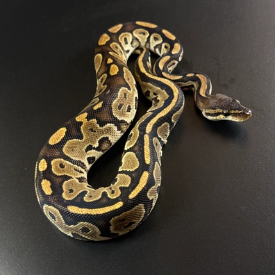 Bongo Het Pied Ball Python - female for sale from Königspython Deluxe
