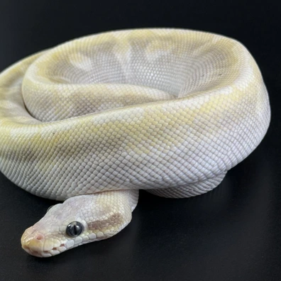 Mojave Special Pastel Ball Python - male for sale from Königspython Deluxe