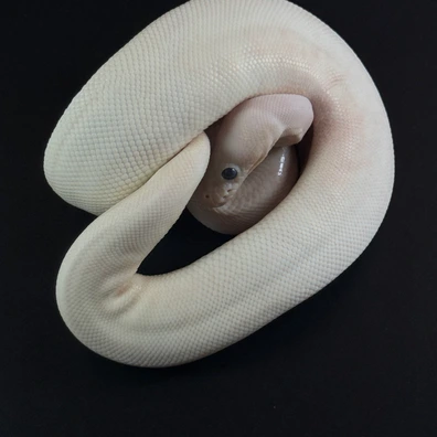 Black Pastel Pied Pos Panda Ball Python - female for sale from Königspython Deluxe