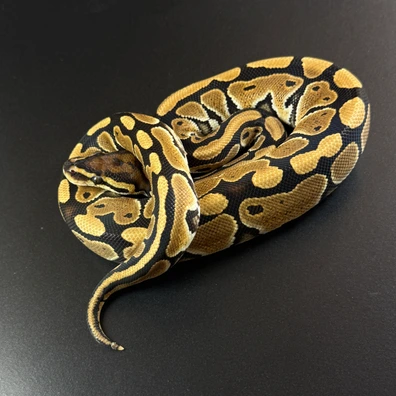 Special Het Clown Ball Python - female for sale from Königspython Deluxe