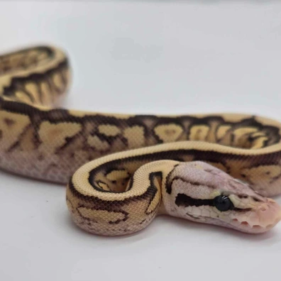 BONAVENTURA - ⭐︎ロコモコ⭐︎ Cinnamon Mojave Clown Ball Python ♀ '25 – Wilbanks Captive