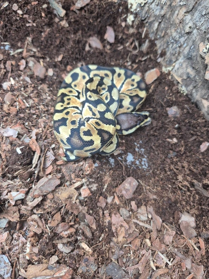 CB25 Pastel Het Clown Royal Python Ball Python by Krash Reptiles