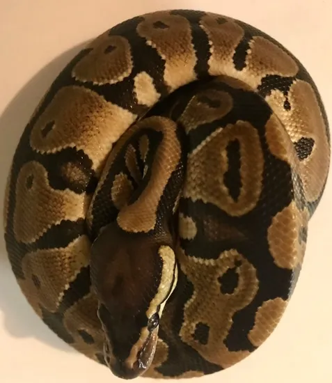 Normal 100% Het Pied Ball Python by KJExotics