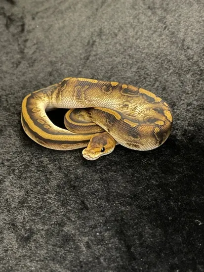 Blackhead Champagne Leopard Ball Python by Cryptic Keepers