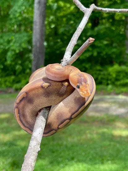 Champagne Ball Python by Cryptic Keepers