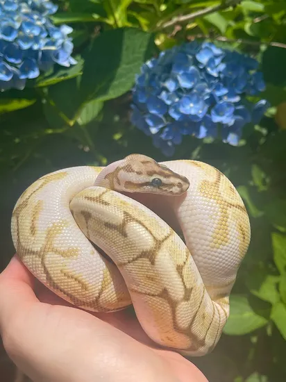 Spider Lesser 100 Hypo Pos Typhoon Ball Python by Cryptic Keepers