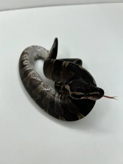 Super GHI Ball Python by Cryptic Keepers