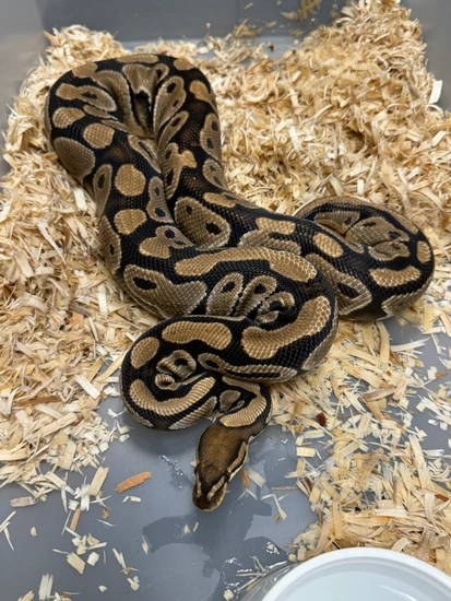 Normal 100 Clown 66 Hypo Ball Python by Cryptic Keepers