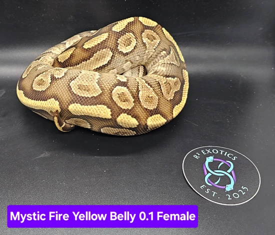Female Yellow Ball Python Mystic Fire Yellow Belly Female Ball Python by R² Exotics