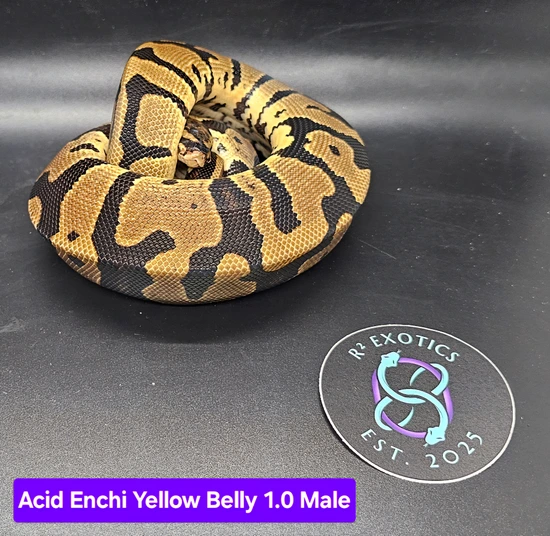 Acid Enchi Yellow Belly Male Ball Python by R² Exotics