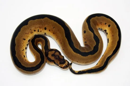 Blade Tri-Stripe Clown Ball Python by Kyle Frost Reptiles