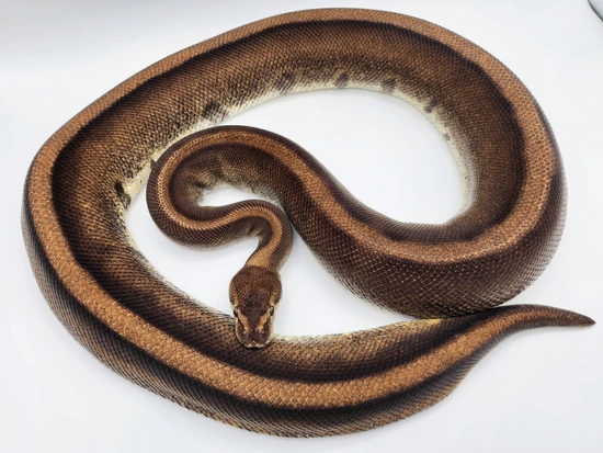 Genetic Stripe Ball Python by Kyle Frost Reptiles