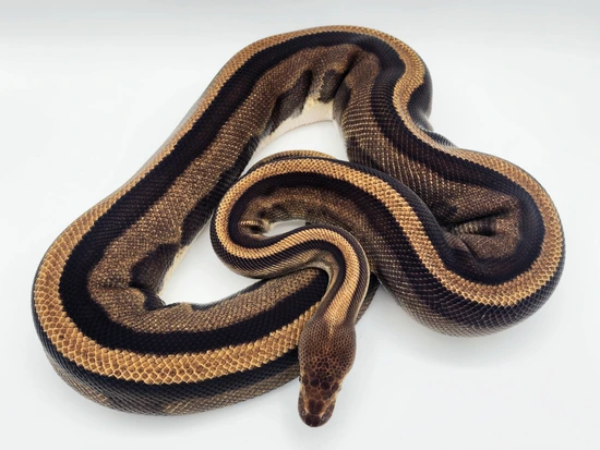 Leopard Genetic Stripe Het Clown Ball Python by Kyle Frost Reptiles