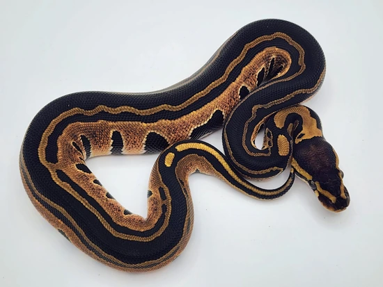 Tri-Stripe 66% Het Genetic Stripe Ball Python by Kyle Frost Reptiles