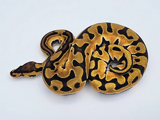 Super OD Puzzle Ball Python by Kyle Frost Reptiles
