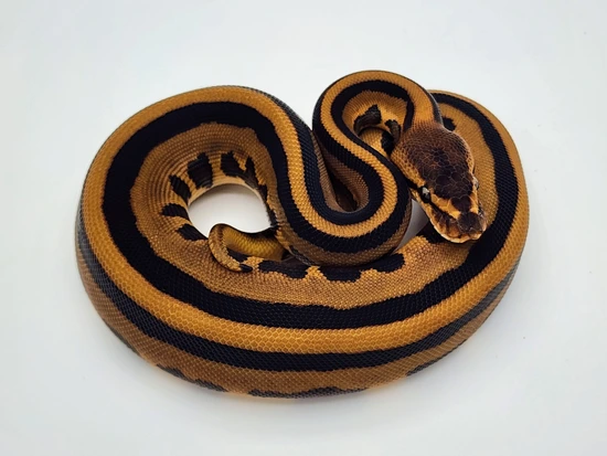 Leopard Genetic Stripe Het Clown Ball Python by Kyle Frost Reptiles