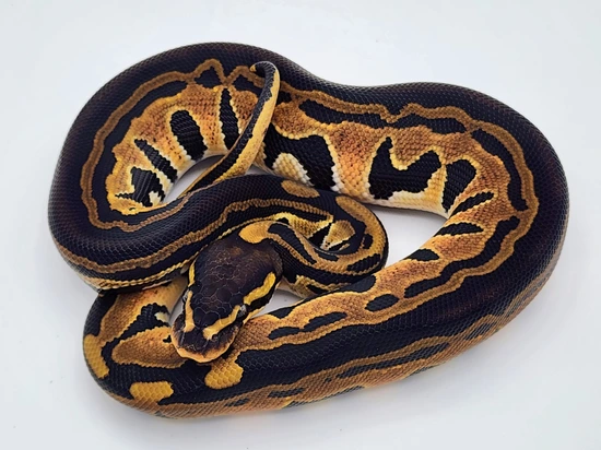 Tri-Stripe 66% Het Genetic Stripe Ball Python by Kyle Frost Reptiles