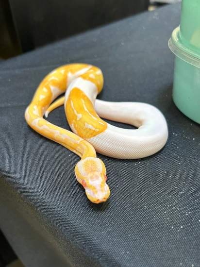Pastel Orange Dream Enchi Scrambler Albino Pied Ball Python by KGExotics